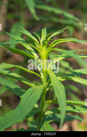 Macro shot di pre-fioritura di giovani foglie fogliame di Rosebay Willowherb, Epilobium angustifolium. Le foglie giovani sono commestibili come alimento di sopravvivenza una volta cotti.