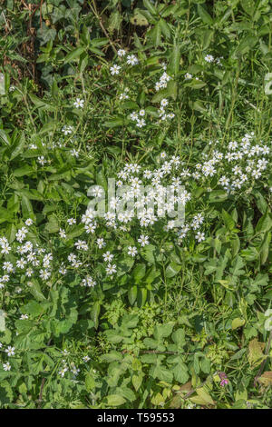 Massa di fiori bianchi di maggiore Stitchwort / Stellaria holostea in un Cornish siepe. Pianta medicinale usato una volta in medicine a base di erbe. Foto Stock