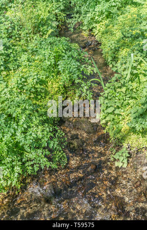 Soleggiato con flusso di acqua Hemlock-dropwort / Oenanthe crocata piante, anche contrapposti-lasciava Golden Sassifraga e iris gialla foglie. Foto Stock