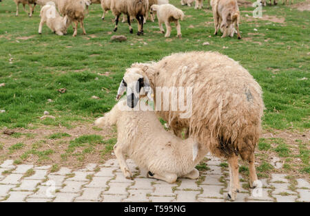 Abbacchio succhiare il latte dalla mammella della madre pecora su erba con allevamento di ovini in background, Konya, Turchia Foto Stock