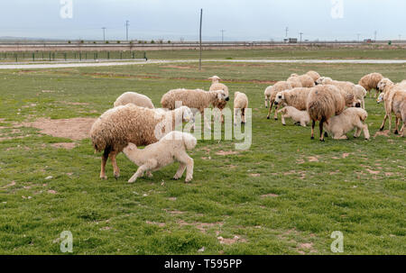 Abbacchio succhiare il latte dalla mammella della madre pecora su erba con allevamento di ovini in background, Konya, Turchia Foto Stock