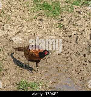 Credeva di essere il comune / Fagiano Phasianus colchicus. Gamebird maschio a caccia di cibo nel campo arato. Foto Stock