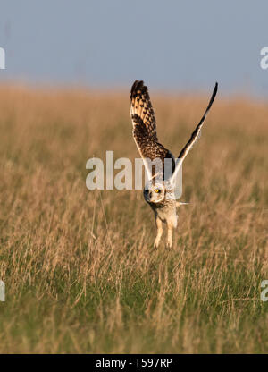 Un breve selvatici Eared gufo comune (asio flammeus) togliere dal Costwolds praterie, Gloucestershire Foto Stock