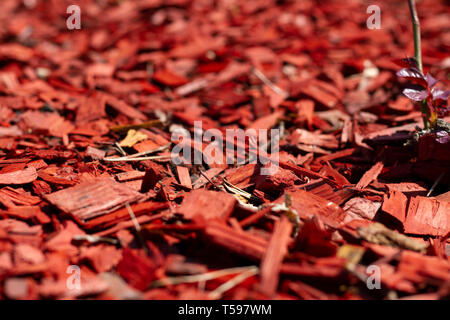 Pino rosso Mulch on un aiuola di fiori con rose close-up. Landscape design tenute close-up. La pacciamatura Bellissime aiuole di fiori di pino rosso trucioli. Texture di natur Foto Stock