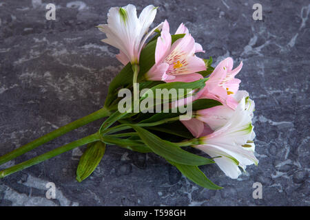Semplice StillLife di Alstroemerias contro uno sfondo di marmo Foto Stock