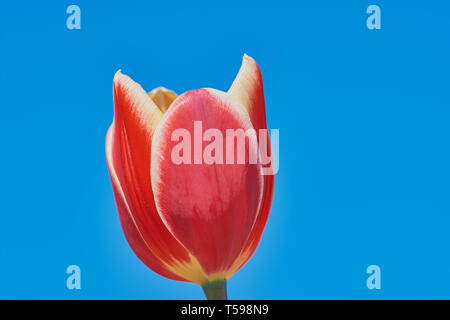 Red tulip flower testa contro il cielo blu Foto Stock