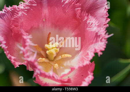 Macro foto a colori del tulip fronzoli in una giornata di sole Foto Stock