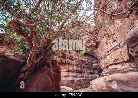 Albero nella parte anteriore di ingresso al Khazali Canyon di Wadi Rum valle chiamato anche Valle della Luna in Giordania Foto Stock
