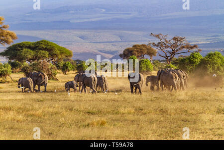 Il gruppo di famiglia degli elefanti africani "Loxodonta africana" attraversa praterie polverose con alberi e colline in lontananza. Amboseli National Park, Kenya, Africa orientale