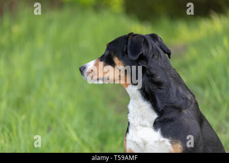La Appenzeller mountain dog sitter nell'erba all'esterno. Foto Stock