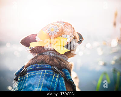 Chihuahua indossando cappello di paglia, occhiali da sole e una tuta in jeans gode di sole sulla riva del fiume . Carino piccolo doggie prende il sole all'esterno. Un alla moda Foto Stock