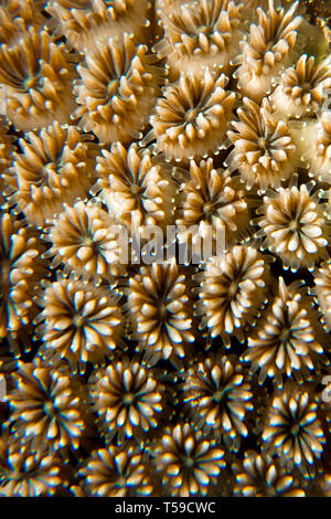 Crystal Coral (Galaxa fascicularis) prese in Mar Rosso, Egitto Foto Stock