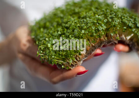 Modello femminile è in possesso di un pezzo di materie germogliato microgreens sulla sua camicia bianca dello sfondo. La faccia non è visibile, la donna con un fresco germogli di rucola Foto Stock