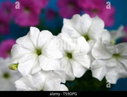 Primo piano di bellissimi fiori di petunia Foto Stock