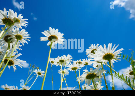 Prato estivo con fiori a margherita, vista da terra Foto Stock
