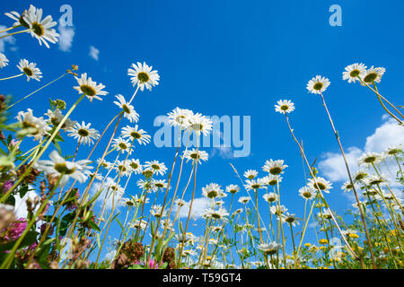Campo estivo con differenti di erba e fiori a margherita oltre il cielo blu. Vista da sopra il suolo Foto Stock