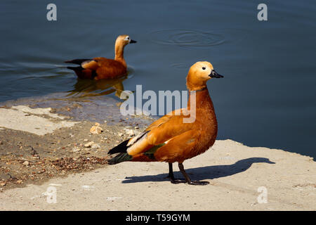 due grandi anatre sul fiume. foto. Foto Stock