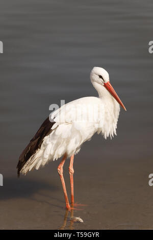 una grande cicogna nel fiume. foto. Foto Stock