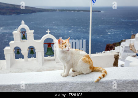 Rosso gatto seduto sullo sfondo del mare e l'architettura di Santorini, Grecia. Foto Stock