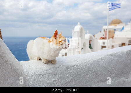 Rosso gatto seduto sullo sfondo del mare e l'architettura di Santorini, Grecia. Foto Stock