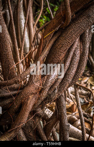 Ficus elastica più antenna e di impuntamento radici un close-up immagine seppia Foto Stock
