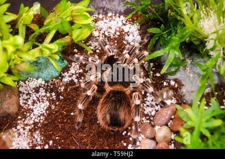 Tarantula Spider closeup racchiusi in un acquario Foto Stock