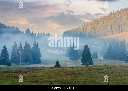 Splendida alba in rumeno montagne. foggy campagna scenario autunnale. abete rosso sul prato. gregge di pecore in distanza. tocchi leggeri th Foto Stock