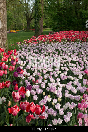 Una splendida aiuola di fiori bianchi e rosa tulip fiori nel Castello di Pralormo vicino a Torino, Italia, dove ogni anno nel mese di aprile la fiera di Messe Foto Stock