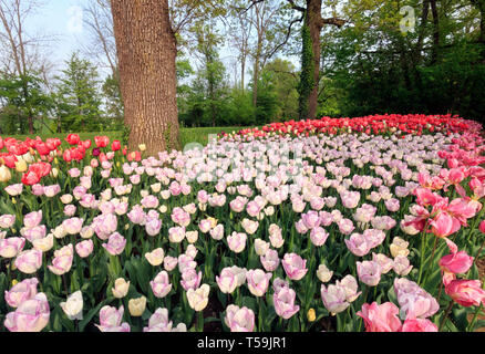 Una splendida aiuola di fiori bianchi e rosa tulip fiori nel Castello di Pralormo vicino a Torino, Italia, dove ogni anno nel mese di aprile la fiera di Messe Foto Stock