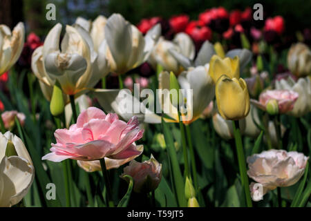 Un basso punto di vista prendere un aiuola di fiori di più colori tulip fiori nel parco del castello di Pralormo vicino a Torino, Italia. Qui è dove la scar Foto Stock