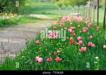Di un bel colore rosa tulip fiori in un modo del parco del Castello di Pralormo vicino a Torino in Piemonte, Italia, dove ogni in aprile il famoso Messer Tulipano Foto Stock