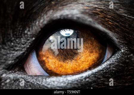 Una macro di estremo dettaglio di un levriero cane eye Foto Stock