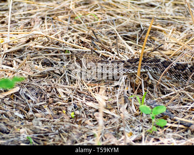 La testa e il collo di un Western diamondback rattlesnake in erba secca al Oso Bay Zone Umide preservare & Learning Center di Corpus Christi nel Texas, Stati Uniti d'America. Foto Stock