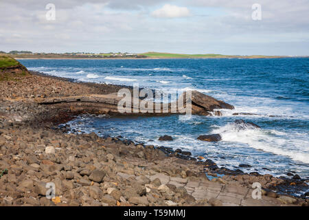 Roccia Graymare ripiegata di roccia calcarea sulla formazione di Embleton Bay Foto Stock