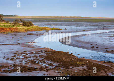 Acqua di Budle a bassa marea da Warren Mill con il castello di Lindisfarne in lontananza, Northumberland, Inghilterra Foto Stock