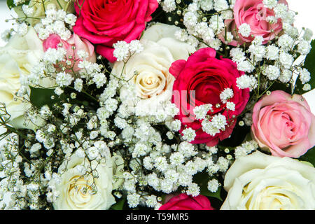 Il Bel Rose disposti in una scatola regalo bianca isolata su uno sfondo bianco. Molto bella e romantica lookof fioriture. Foto Stock