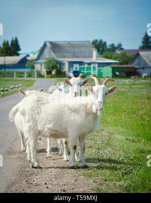 Bianco di capra carino fermo sulla strada del villaggio Foto Stock