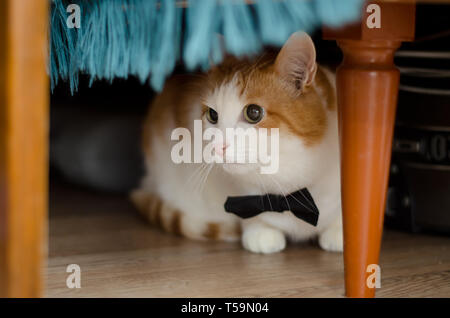 Bella bianca e ginger cat in nero il filtro bow tie sia sotto il tavolo Foto Stock