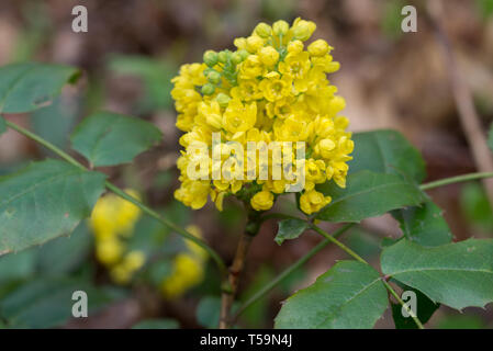 Mahonia aquifolium, oregon-uva fiori gialli macro Foto Stock