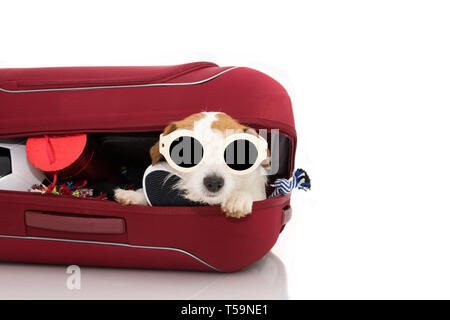 Cane dentro un rosso moderno bagaglio bagagli o di andare in vacanza con occhiali da sole. Isolati contro uno sfondo bianco. Foto Stock
