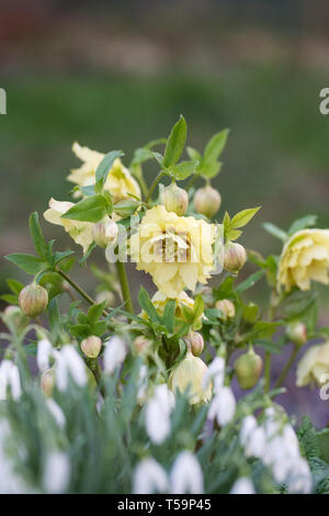 Helleborus orientalis " Harvington doppio giallo' e Galanthus nivalis nel giardino. Foto Stock