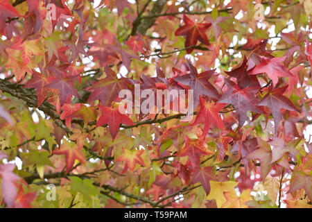 Liquidambar styraciflua 'Lane Roberts' le foglie in autunno. Foto Stock