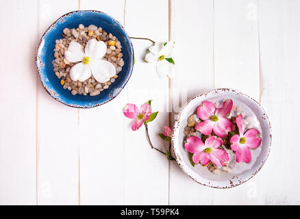 Rosa e Bianco sanguinello blumi floating sulle rocce in acqua-riempita di bocce su un tavolo. Foto Stock