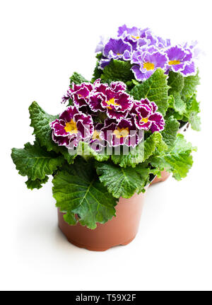 Primulas colorati in vasi isolato su bianco Foto Stock