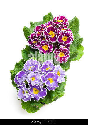 Primulas colorati in vasi isolato su bianco Foto Stock