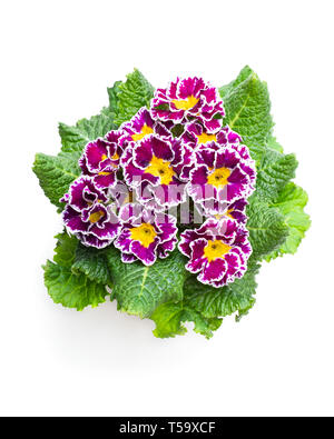 Primulas colorati nel recipiente isolato su bianco Foto Stock