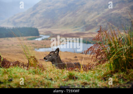 Red Deer Fawn, che stabilisce, Glen Etive, Scozia Foto Stock