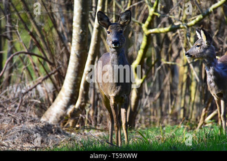 Deer in piedi su un prato di un guardando al fotografo. Foto Stock