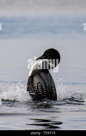 Common Loon in piedi sull'acqua Foto Stock