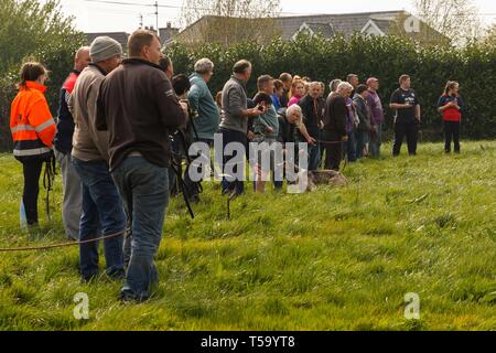 Cork, Irlanda, 22 Aprile, 2019. Lunedì di Pasqua trascinare Hunt, Killcully, sughero. Foto Stock